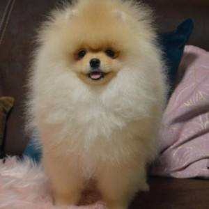 Pomeranci - tedi bear tip