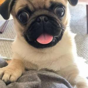 Mops i Engleski Buldog stenci