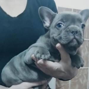 Francuski buldog štenci