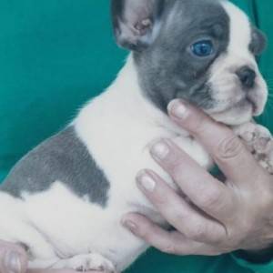 Francuski buldog štenci