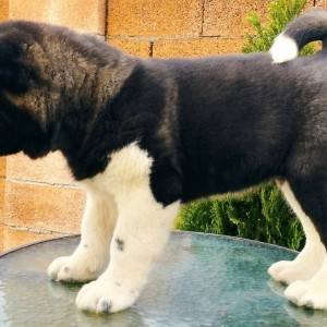 Američka Akita