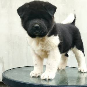 Američka Akita