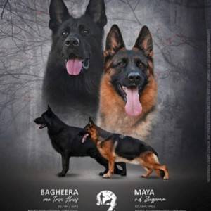 Stenad nemackog ovcara