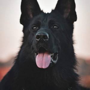 Stenad nemackog ovcara