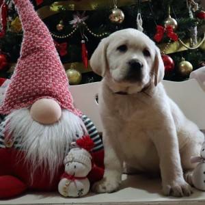 Labrador štenci