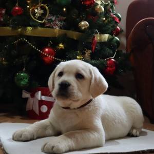 Labrador štenci