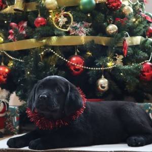 Labrador štenci
