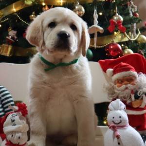 Labrador štenci