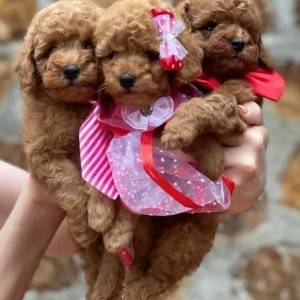 Toy Pudle u svim bojama