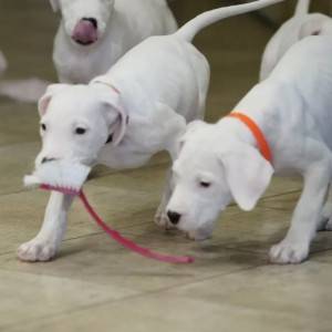 Bulterijer i Dogo Argentino stenci