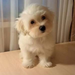 Coton de Tulear i Francuski Buldog stenci