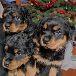 Rotvajler i Doberman štenci