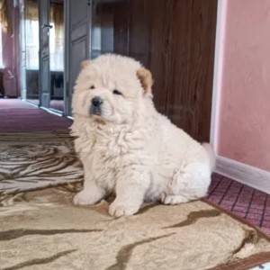 Chow Chow i Vajmarski Pticar stenci