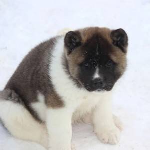 Americka Akita i Japanska Akita Inu stenci
