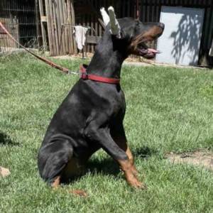 Doberman Vrhunski Štenci