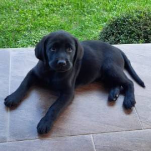 Labrador štenci