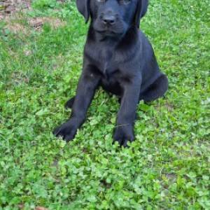 Labrador štenci