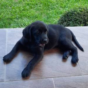 Labrador štenci