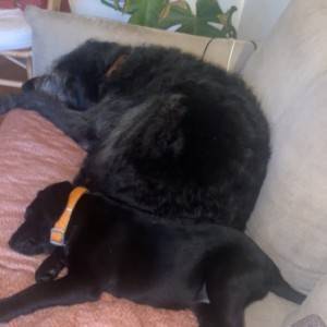 Labrador štenci