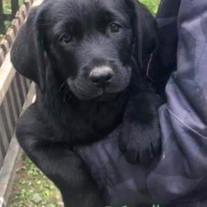 Labrador štenci