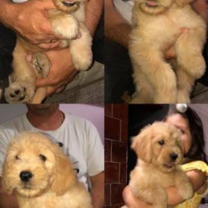 Goldendoodle