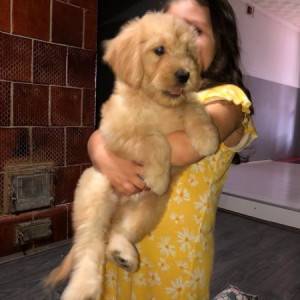 Goldendoodle