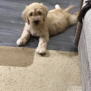 Goldendoodle
