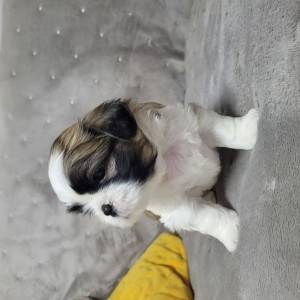 Prodaju se lijepi muški i ženski štenci Shih Tzua