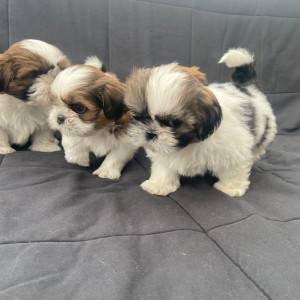 Vrlo zdravi i slatki štenci Shih Tzua