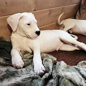 Dogo Argentino i Bulterijer stenci