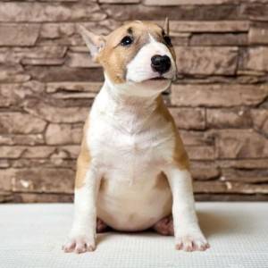 Dogo Argentino i Bulterijer stenci