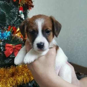 Jack Russell i Nemacki lovni terijer stenci