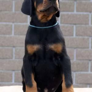 Doberman i Rotvajler stenci