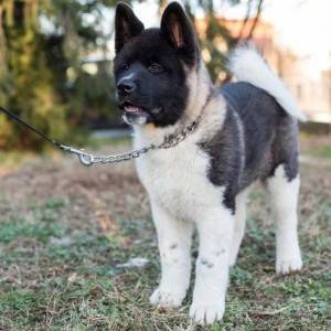 Američka Akita, štenci