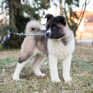 Američka Akita, štenci