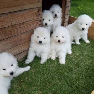 Sibirski Haski i Samojed stenci