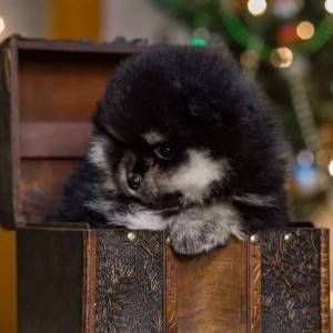 Pomeranski i Nemacki spic spic