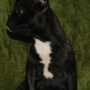 Francuski buldog stenci