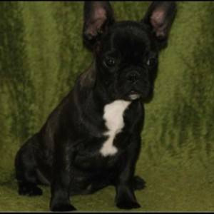 Francuski buldog stenci