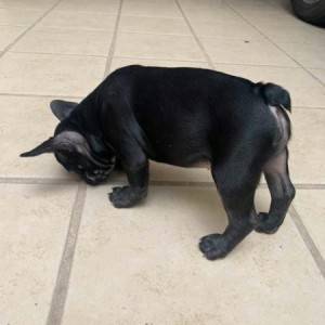 Proda&#xFB;ts&#xE2; zam&#xE2;tnye &#x15D;enki francuzskogo bul&#x2B9;doga kobel&#x2B9; i suka