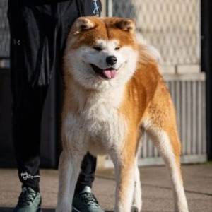 Akita Inu