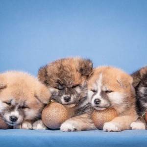 Akita Inu