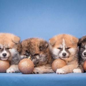 Akita Inu