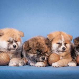 Akita Inu