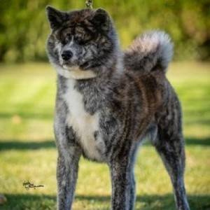 Akita Inu