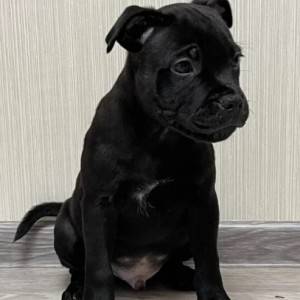 Pit Bull Terijer i Stafordski Bul Terijer