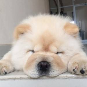 Chow Chow i Bobtejl stenci