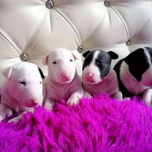 Bullterijer i Dogo Argentino stenci