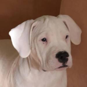 Bullterijer i Dogo Argentino stenci