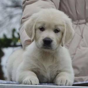 Zlatni Retriver i Labrador stenci